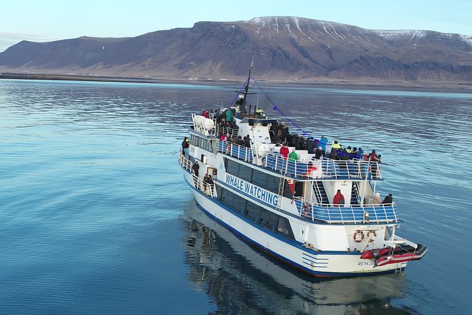 Reykjavik Shore Excursion: Whale-Watching Cruise - Common Questions