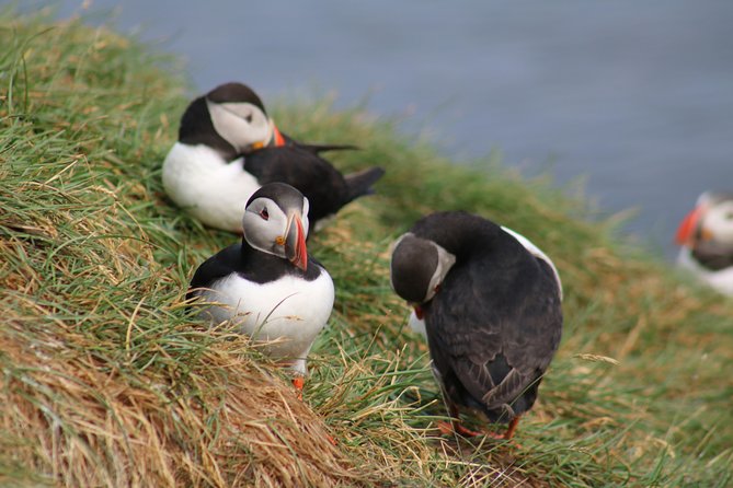 Reykjavik Two-In-One: Whales & Puffins - Traveler Photos