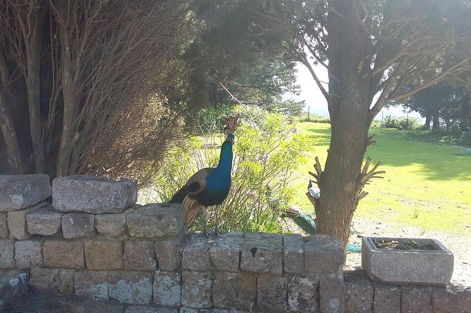 RHODES NATURE TOUR - Butterfly Valley 7springs Filerimos Hill - Max 4 People - Common Questions