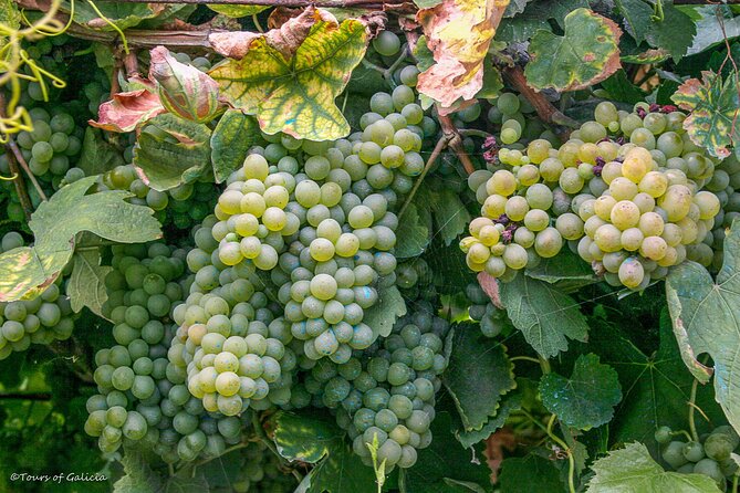 Rias Baixas PRIVATE Shore Tour - Common Questions