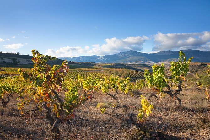 Rioja Wine Tour: Winery & Traditional Lunch From Pamplona - Common Questions