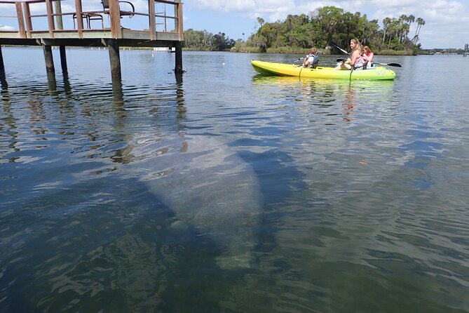 River Cruise Tour With Manatee Viewing - Common Questions