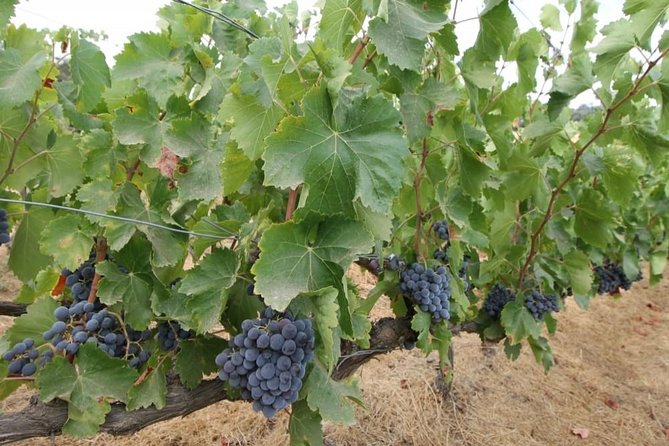 Ronda Private Wine Tour and Tapas From Marbella - Additional Information