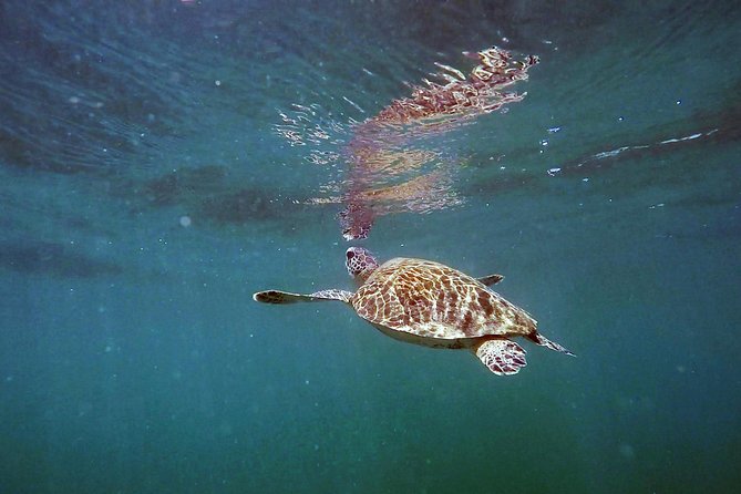 San Juan Guided Snorkel Tour - Overall Experience and Feedback From Participants