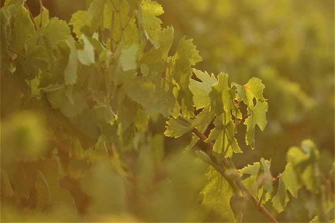 Santorini Wine Tour With 10 Wine Tastings and Oia Sunset - Flexible Cancellation Policy