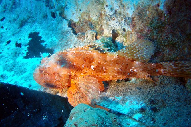 Scuba Diving in Naxos by Bluefindivers - Dive in Greece - Amazing Diving Spots - Duration of the Dive