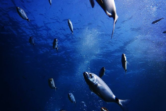Scuba Diving in Naxos, Greece - Meeting and Pickup Information