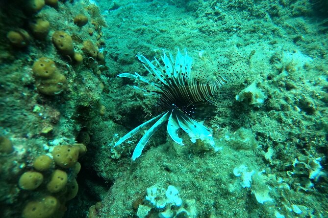 Scuba Diving Trips in Greece - Questions and Help Resources