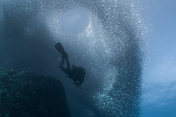 Scuba Diving - What to Expect on the Dive