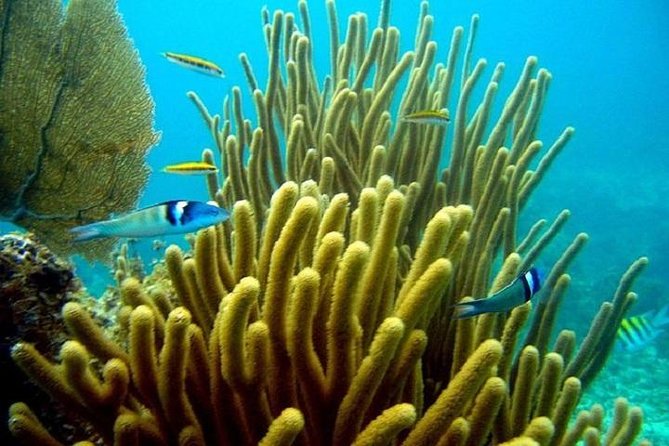 Scuba Doo Underwater Scooter in Punta Cana (Half Day) - Directions