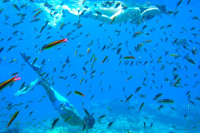 Sea of Cortez Combo: Whale Sharks, Sea Lions & Balandra Beach - Common Questions