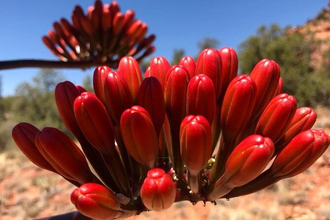Sedona Sneak-a-Peak Hike With a Private Guide - What to Expect