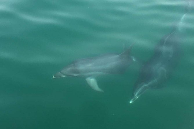 Setubal Portugal Sightseeing Boat Tour With Dolphins  - Setubal District - Good To Know