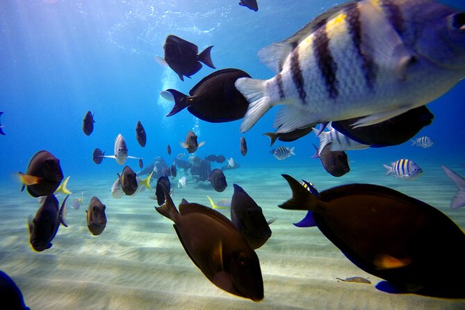 Shared 2 Hours Sosúa Bay Snorkeling With Professional Guide - Questions and Support