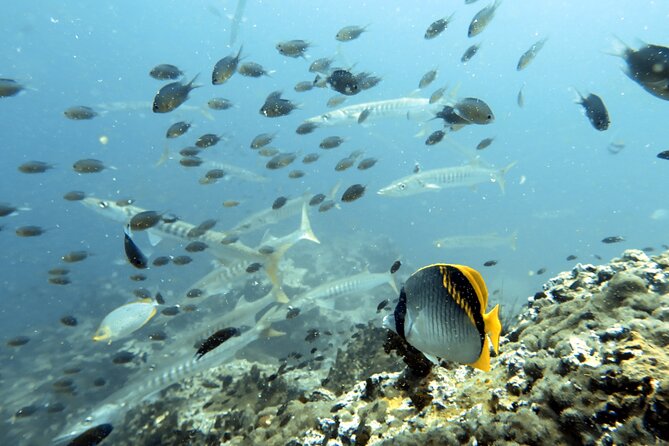 Shared Diving Experience in Sail Rock - Booking Your Shared Diving Experience