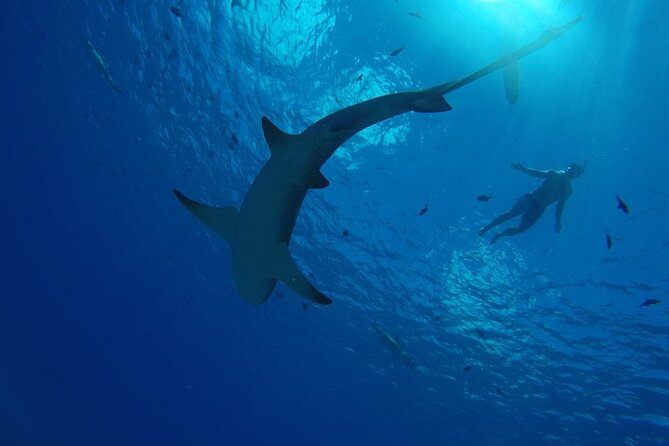 SHARED HALF DAY LAGOON TOUR - Bora Bora Cultural Lagoon Tour - Booking and Reservation Details