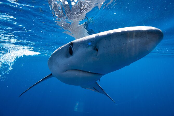 Shark Safari & Snorkel Adventure in Cabo San Lucas - Shark Safari Adventure