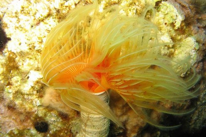 Side: Scuba Diving Under Water Museum - Reviews and Ratings