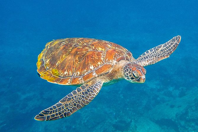 Similan Islands Snorkeling Tour By Speed Catamaran From Khao Lak - Traveler Photos and Reviews