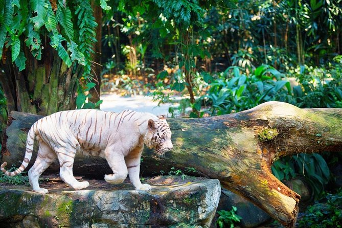 Singapore Bird Paradise & Zoo Full Day (Ticket & Transfer ) - Price and Booking Information