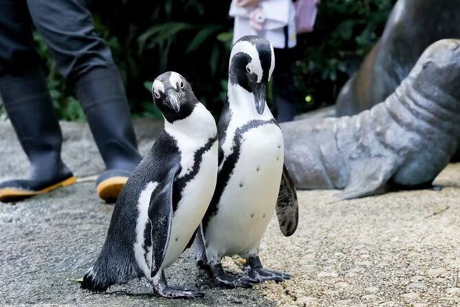 Singapore Zoo With Tram Ride Experience - Additional Information and Policies