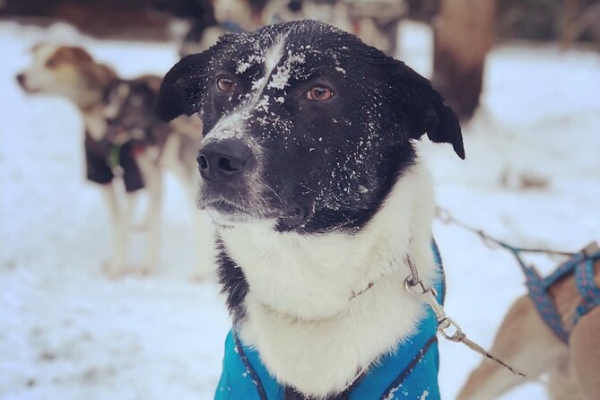Sit Down Husky Ride Dog Sled Tour in Kiruna - The Sum Up