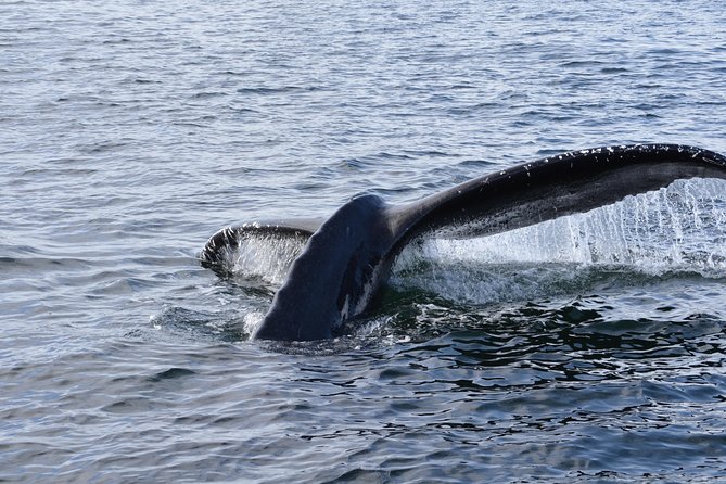 Sitka Shore Excursion: Whale-Watching and Marine Life Tour - Scenic Beauty and Wildlife Sightings