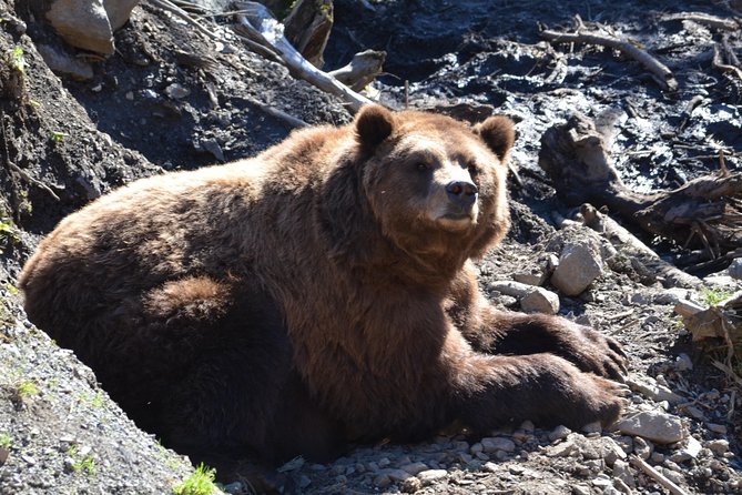 Sitka Sightseeing Tour Including Fortress of the Bear and Totem Poles - Learning About Local Culture and Wildlife