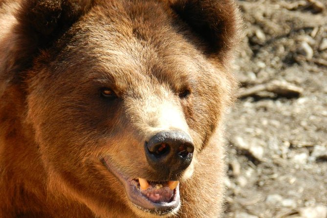 Sitka Tour: Raptor Center, Fortress of the Bears, Totems - Outstanding Adventure