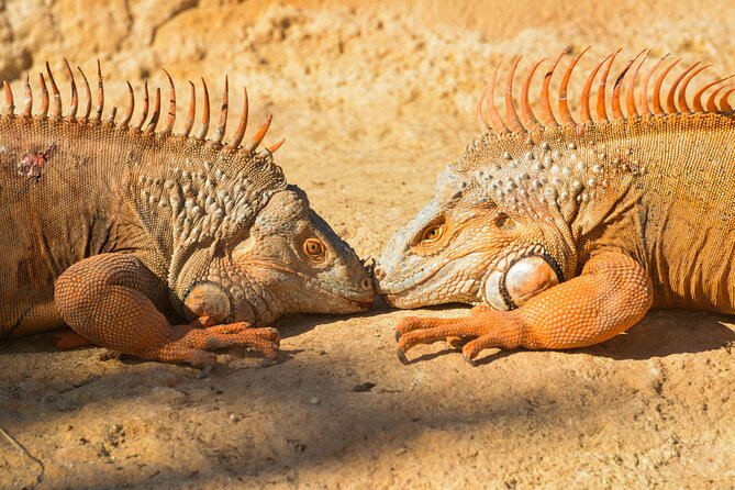 Skip the Line: Crocoparc Admission Ticket - About Crocoparc Zoological Park