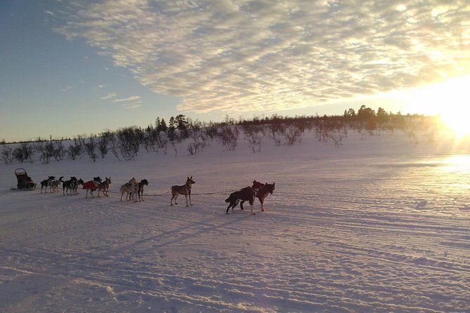 Sled Trip With Husky in the Alta Valley - Important Additional Information