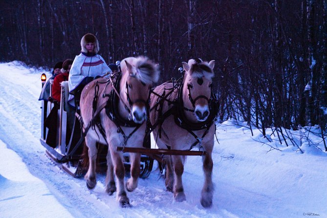 Sleigh Ride W/ Tapas Meal - Experience Arctic Farm Life - Arctic Tapas Meal