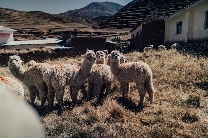 Small-Group 3-day Cusco Tour to Sacred Valley, Machu Picchu & Rainbow Mountain - The Sum Up