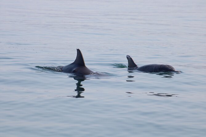 Small Group 4-Hour Observation and Swimming With Wild Dolphin - Questions