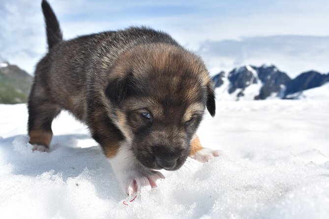 Small-Group Dog Sledding Experience in Sterling - About the Operator
