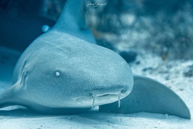 Small-Group Introductory Scuba Dive in Cozumel - Fees, Taxes, and Cancellation Policy