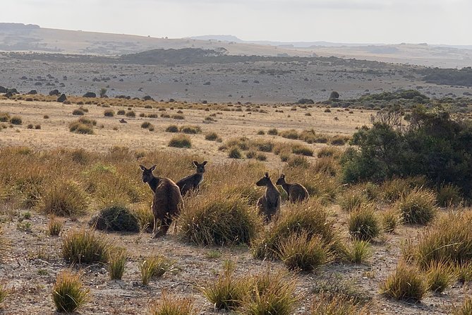Small Group Kangaroo Island Tour - Dudley Peninsula - Directions
