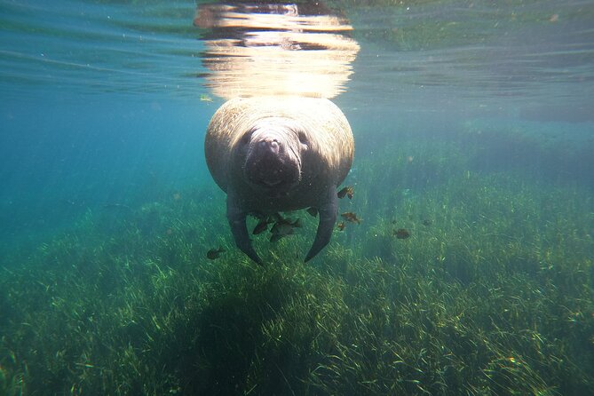 Small Group Manatee Snorkel Tour With In-Water Guide and Photographer - Cancellation Policy and Additional Information