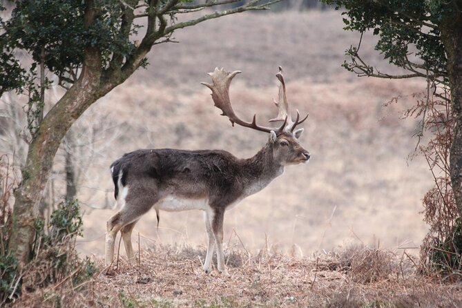 Small-Group New Forest Discovery Walk From Lyndhurst - Cancellation Policy and Reviews