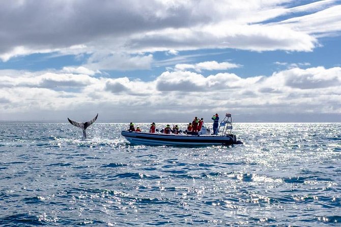 Small-Group Reykjavik RIB Whale Watching Cruise - Additional Reviews and Feedback From Customers