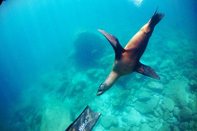 Small Group Snorkeling and Swim With Whale Sharks & Sea Lions in La Paz - Common Questions