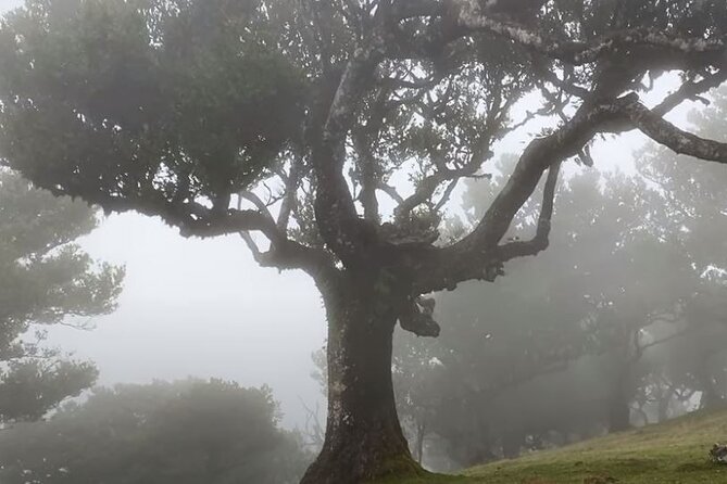 Small Group West Tour Waterfalls & Fanal Forest Tour - Recommendation and Value for Money