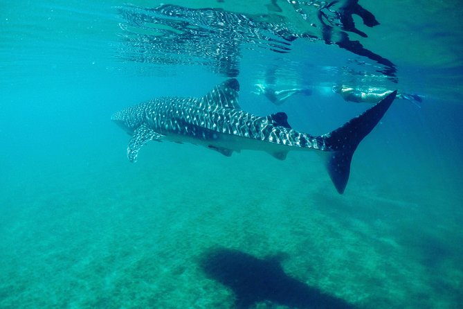 Small Group Whale Shark Snorkeling in La Paz BCS MX - Cancellation Policy and Refund Details