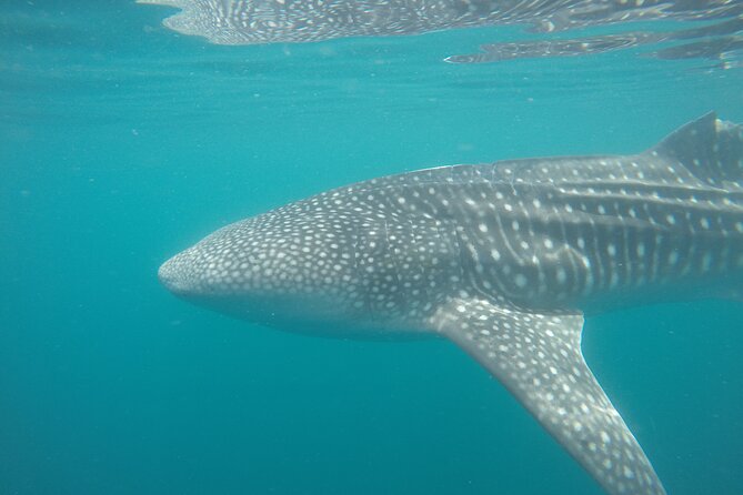 Snorkel Tour With Whale Shark in La Paz - Product Code: 358516P5