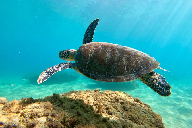 Snorkeling Adventure in Aguadilla - Common Questions