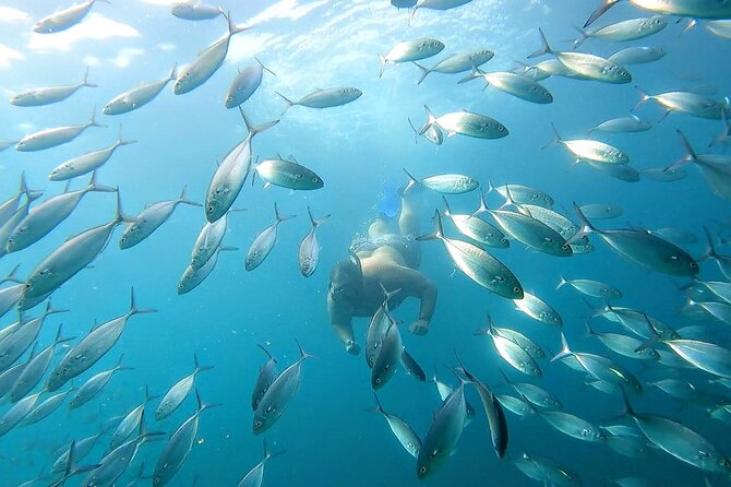 Snorkeling and Whale Watching Tour in Cabo - Equipment and Safety