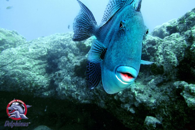 Snorkeling From Boat & Visiting Puerto De Mogan - Reviews
