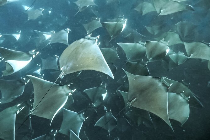 Snorkeling Open Ocean Wildlife Safari in Los Cabos With Photos Included - Common Questions