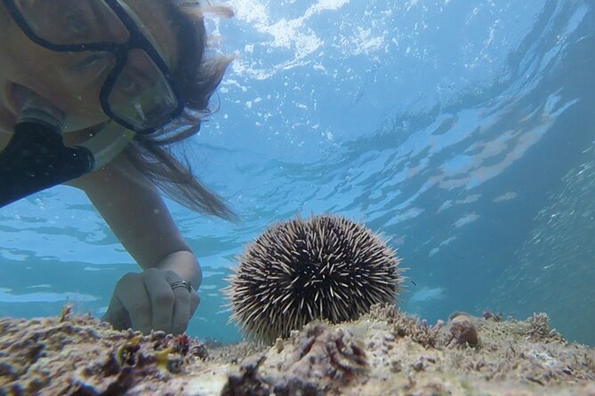 Snorkeling San Carlos With a Marine Biologist - Meeting Point at Hammerheads Restaurant