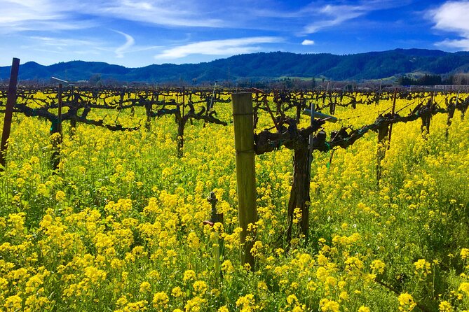 Sonoma & Healdsburg Wine Tours - Common Questions